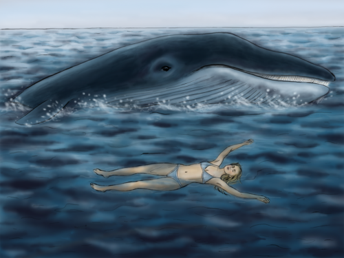 Swimming With a Whale