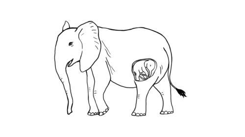 Pregnant Elephant